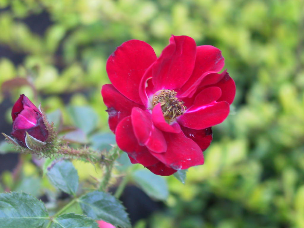 Rosa moschata Nana.jpg